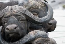 Afrikanischer Büffel (73 von 102).jpg